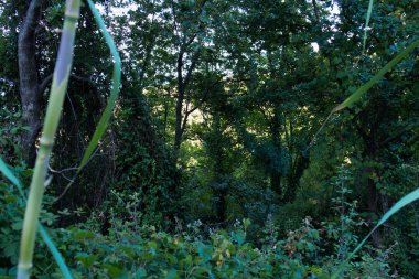 Toskana yeşili güzel doğa - Cinque Terre