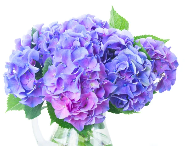 Blue and violet hortensia flowers — Stock Photo, Image