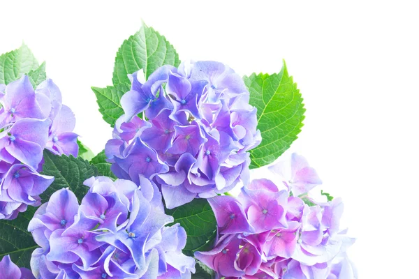 Flores de hortensia azul y violeta —  Fotos de Stock