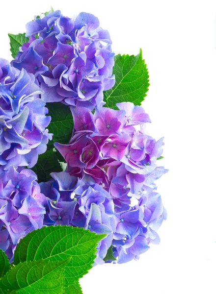 Blue and violet hortensia flowers — Stock Photo, Image