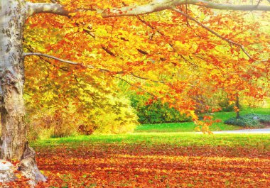 güneşli bir sonbahar park