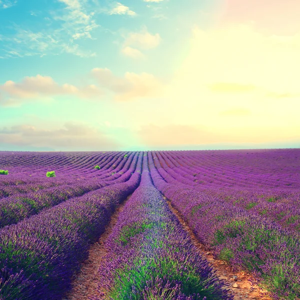 Blooming Lavender field — Stock Photo, Image