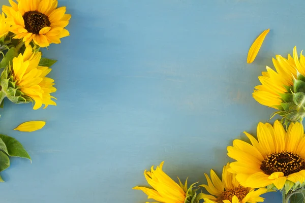 Sonnenblumen auf blau — Stockfoto