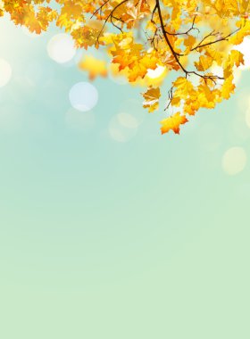 Sonbahar akçaağaç yaprakları