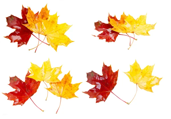 Gelbe, orangefarbene und rote Herbstblätter — Stockfoto