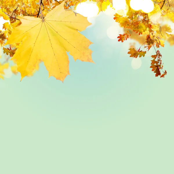 紅葉の秋 — ストック写真