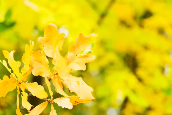 Vibrant fall foliage — Stock Photo, Image