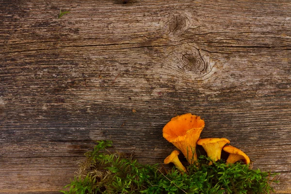 나무 배경에 있는 버섯 — 스톡 사진