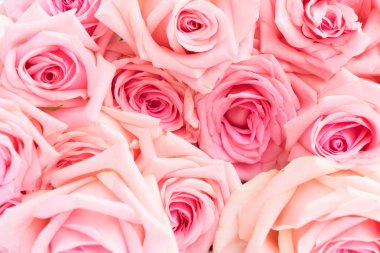 Pembe çiçek açan güller