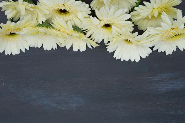 Flores de gerberas beige — Foto de Stock