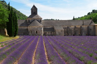 Abbey Senanque ve Lavanta tarlası, Fransa