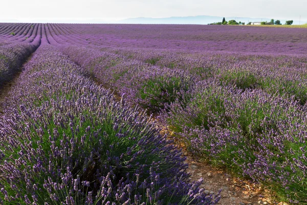 Blooming Lavender field — Stock Photo, Image