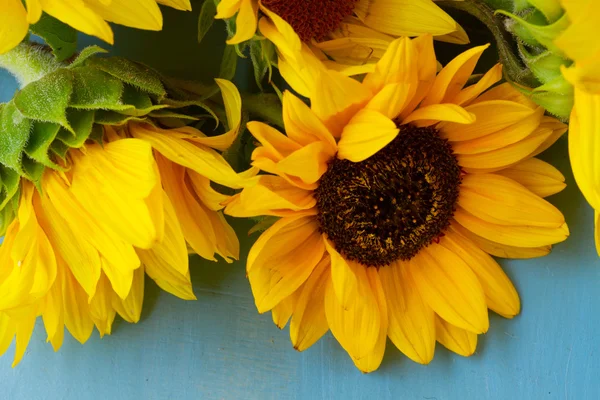 Sunflowers on blue — Stock Photo, Image