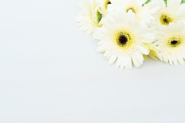 Bej renkli gerbera çiçekleri