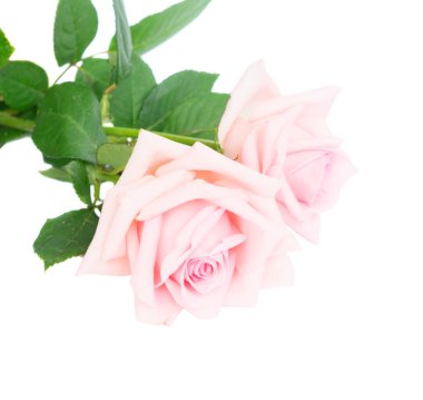 Pembe çiçek açan güller