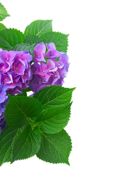 Fleurs d'hortensia bleu et violet — Photo