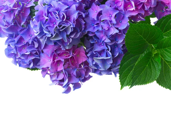 HORTENSIA mavi ve mor çiçekler — Stok fotoğraf