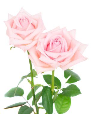 Pembe çiçek açan güller