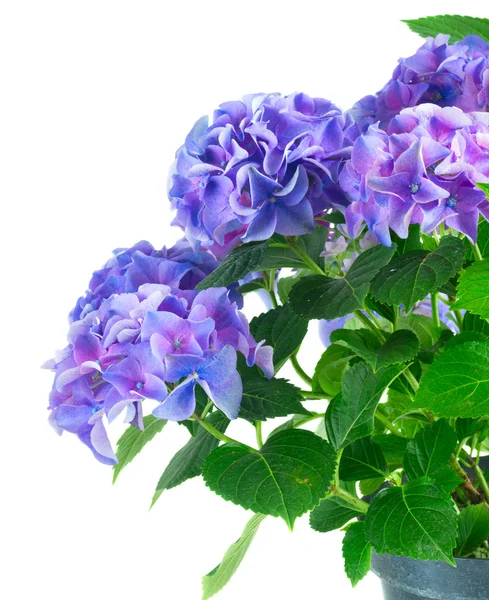 Hortensia blauw en violet bloemen — Stockfoto