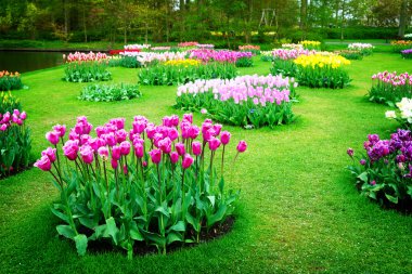 Lale çiçekleri dizeleri