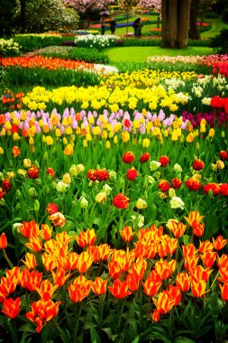 Bahar çiçekleri çiçek açtı.