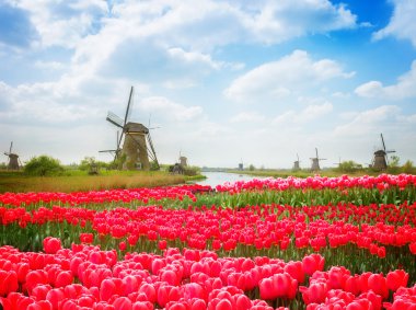 Hollanda yel değirmeni lale tarlasının üzerinde