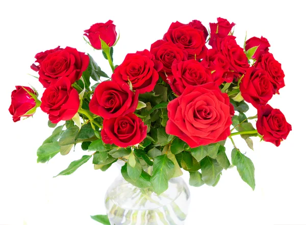 Красные цветущие розы — стоковое фото