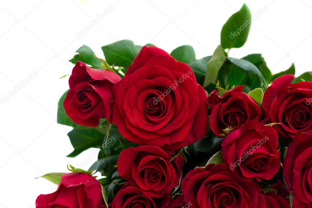Red blooming roses