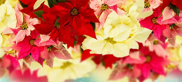 Marco de flor de poinsettia rosa o estrella de Navidad — Foto de Stock