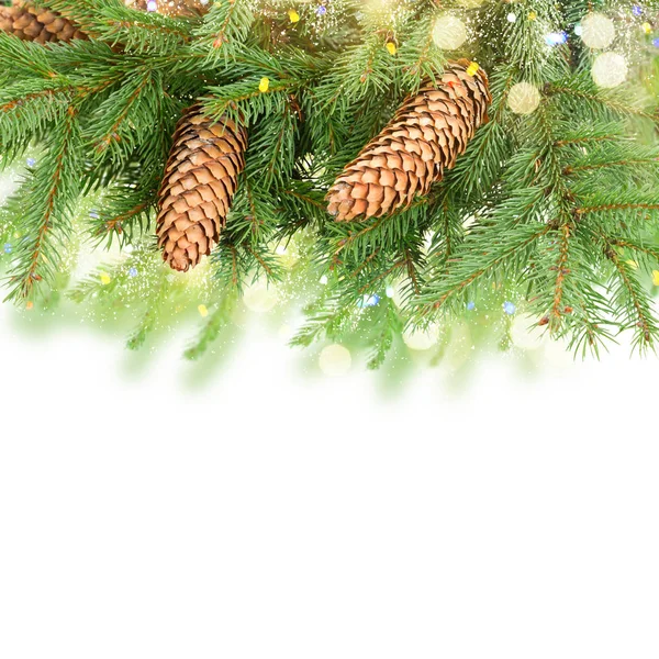 Pine Branch With Cones — Stock Photo, Image