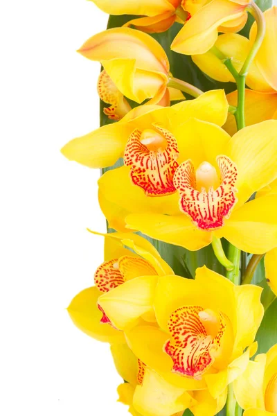 Fleurs d'orchidée jaune — Photo