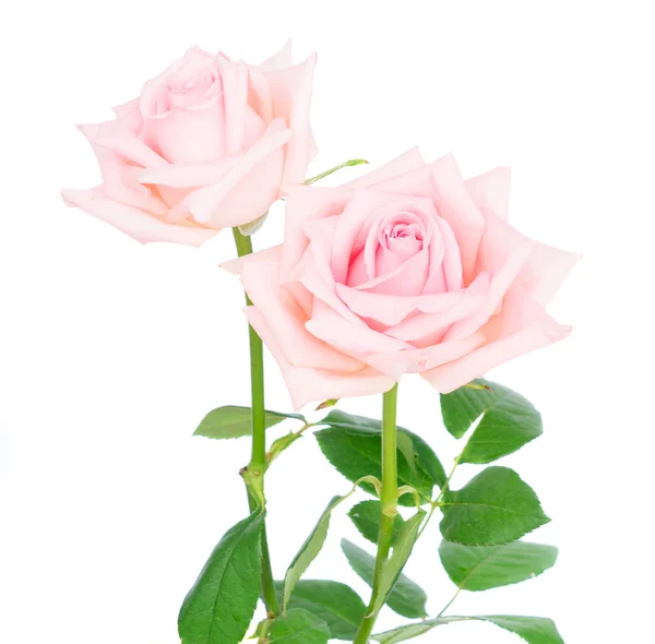 Roze bloeiende rozen — Stockfoto