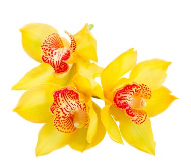 Sarı orkide çiçek