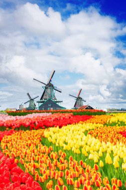 Hollanda rüzgar değirmenleri