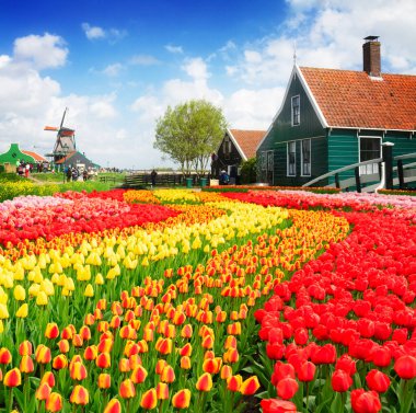 eski evleri zaanse Schans'a, Hollanda