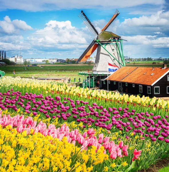 Ветряные мельницы Нидерландов — стоковое фото