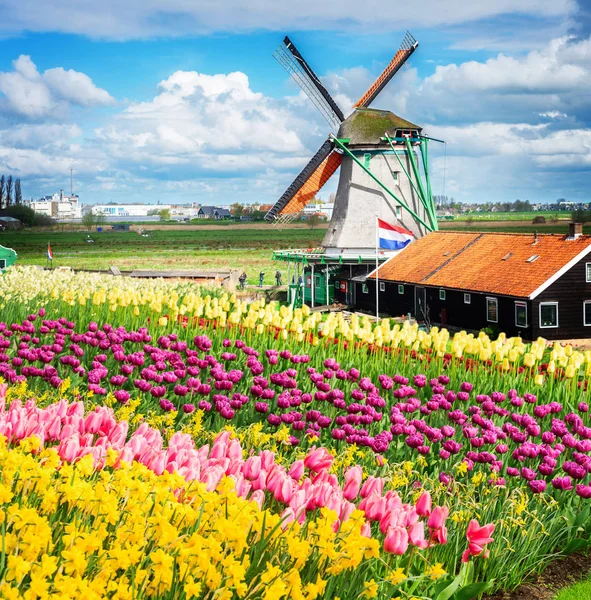 Nederlandse windmolens — Stockfoto