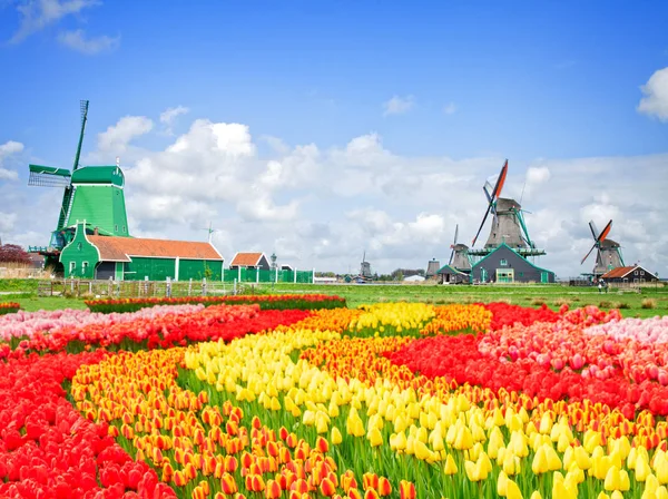 Holland szélmalmok és a Zaanse Schans — Stock Fotó
