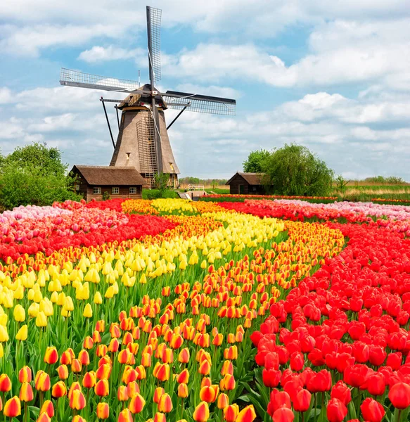 Niederländische Windmühlen — Stockfoto