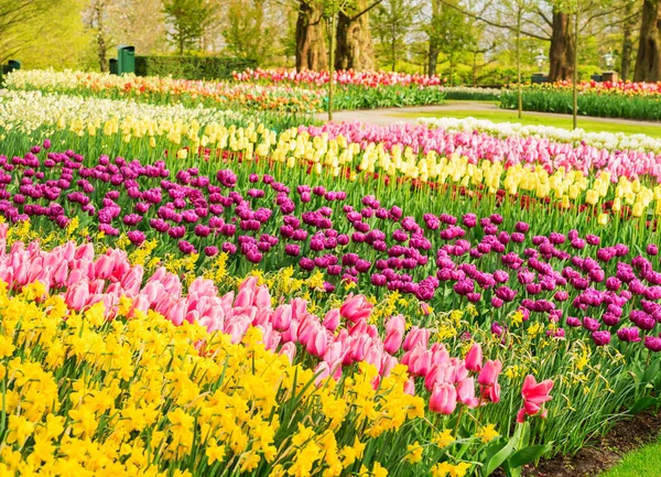 Voorjaarsbloemen bloembed — Stockfoto