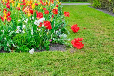 Anemone ve nergisler sokağı