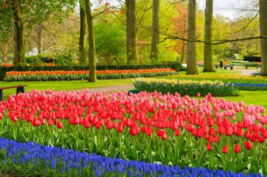 Pembe ve Kırmızı laleler