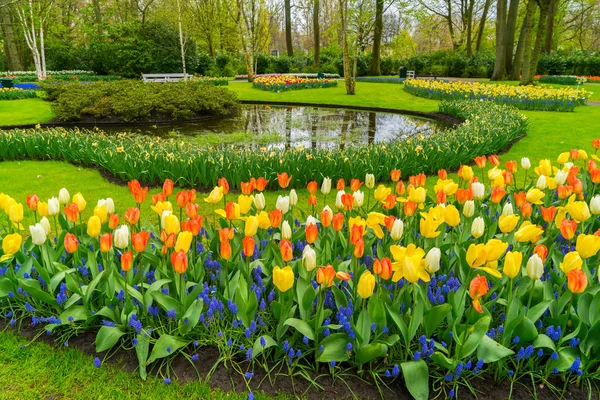 Růžové a červené tulipány — Stock fotografie