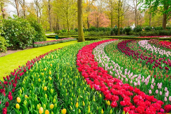 Reihen von Tulpenblumen — Stockfoto