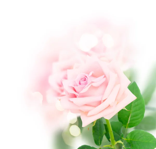 Rosa blommande rosor — Stockfoto