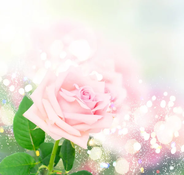 Pink blooming roses — Stock Photo, Image