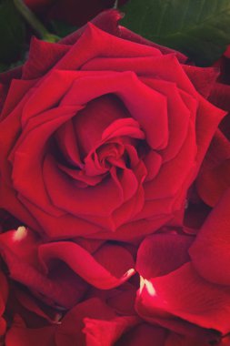 taze kırmızı gül yaprakları ile