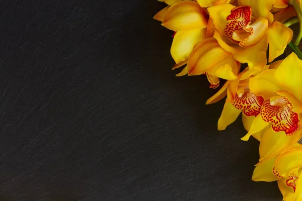 Gul orkidé blommor — Stockfoto