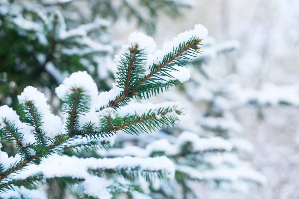 Χειμώνα με spruice δέντρο — Φωτογραφία Αρχείου