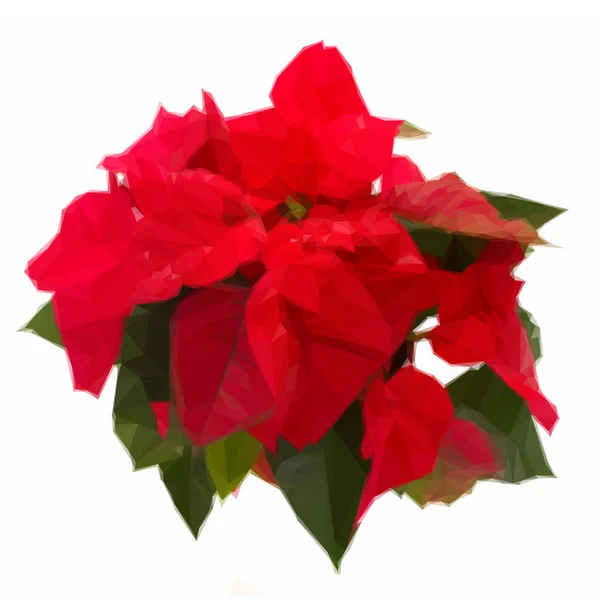 Skarlát poinsettia virág vagy karácsonyi csillag — Stock Vector